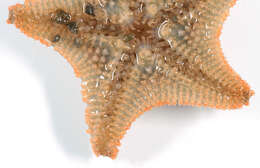 Asterina gibbosa (Pennant 1777) resmi