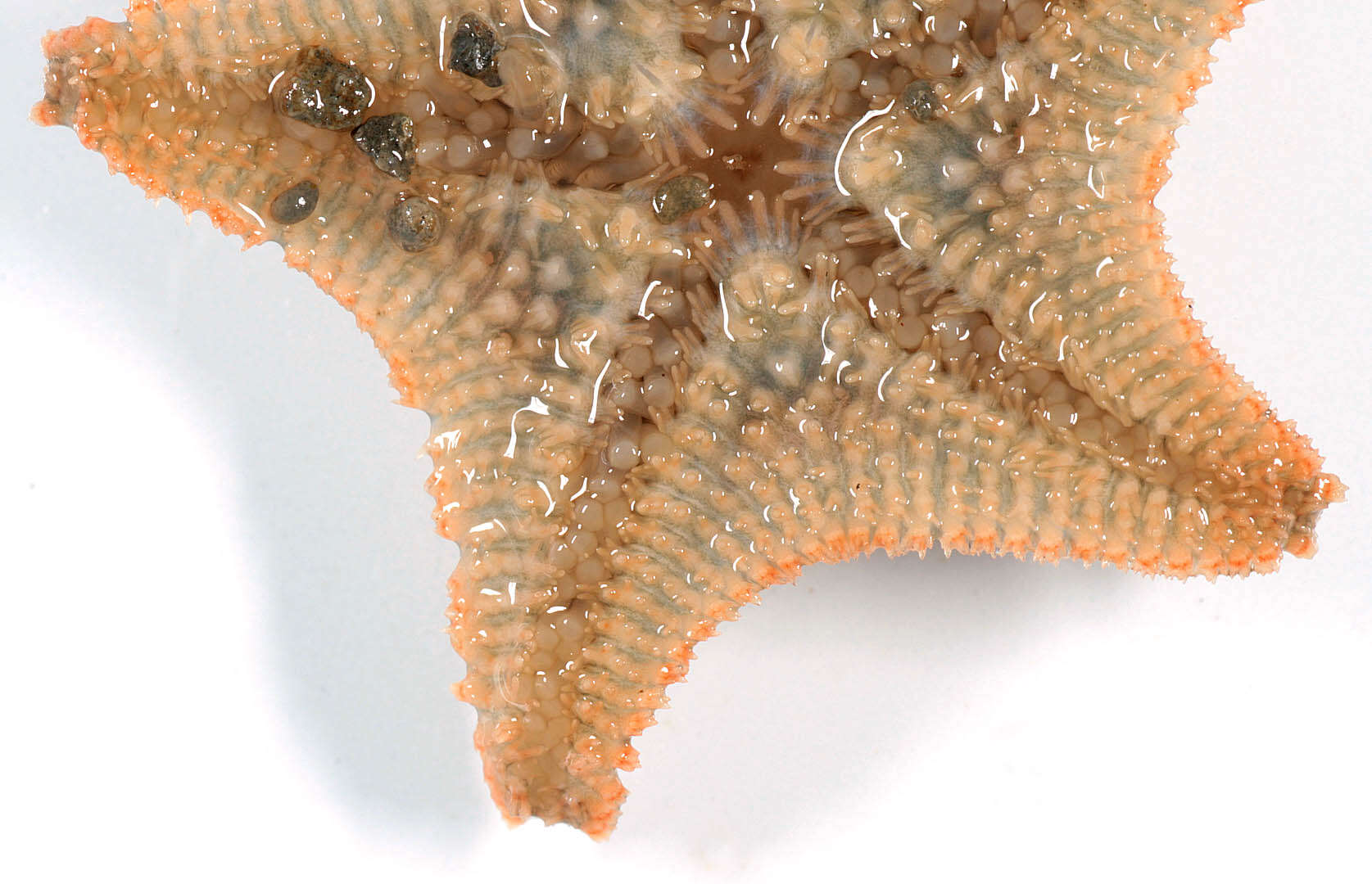 Image of cushion star