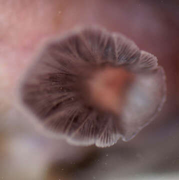 Image of Rock Goby