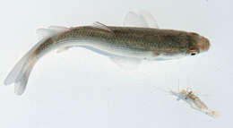 Image of Grey Mullet