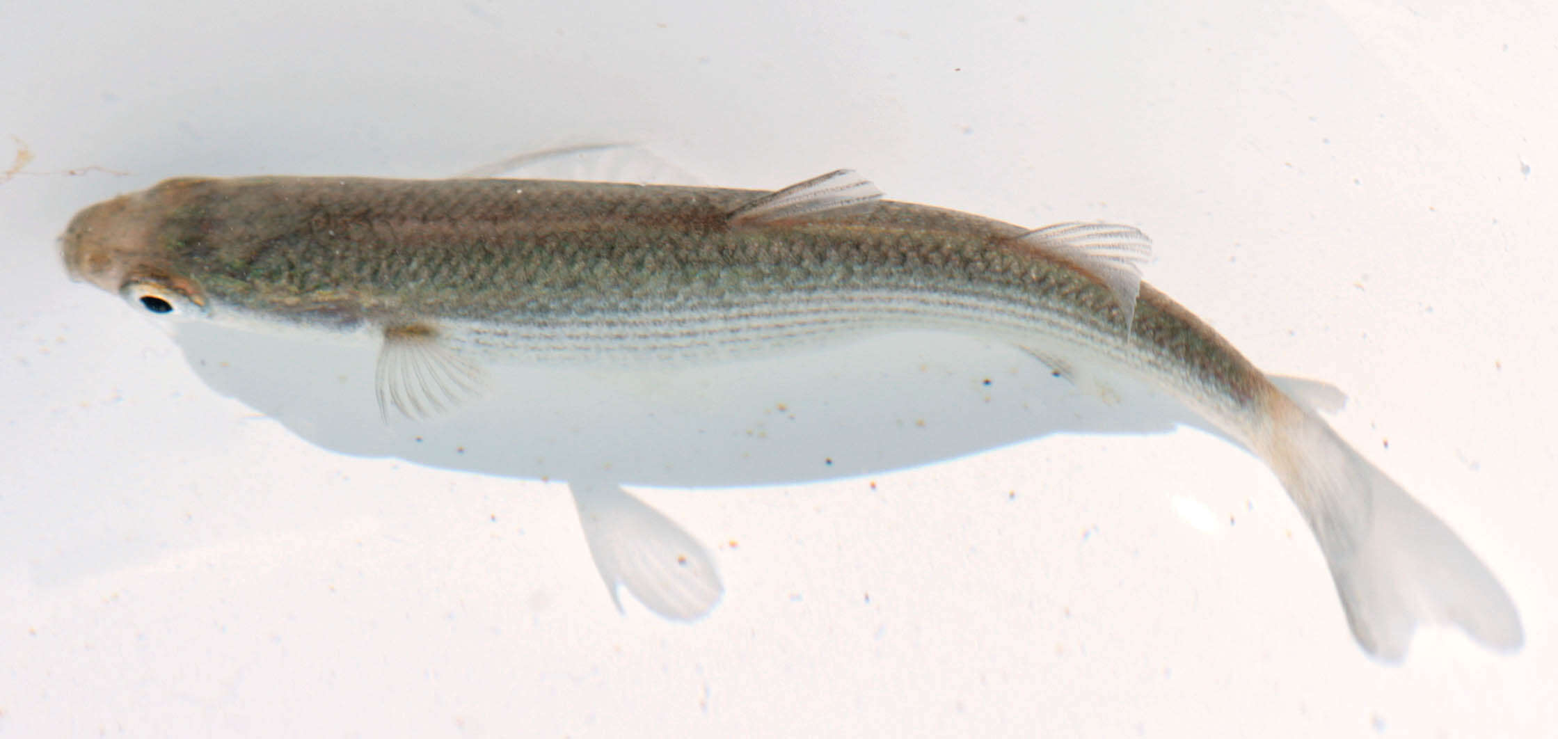 Image of Grey Mullet