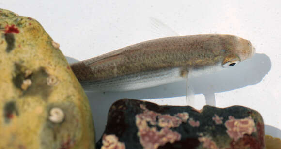 Image of Grey Mullet