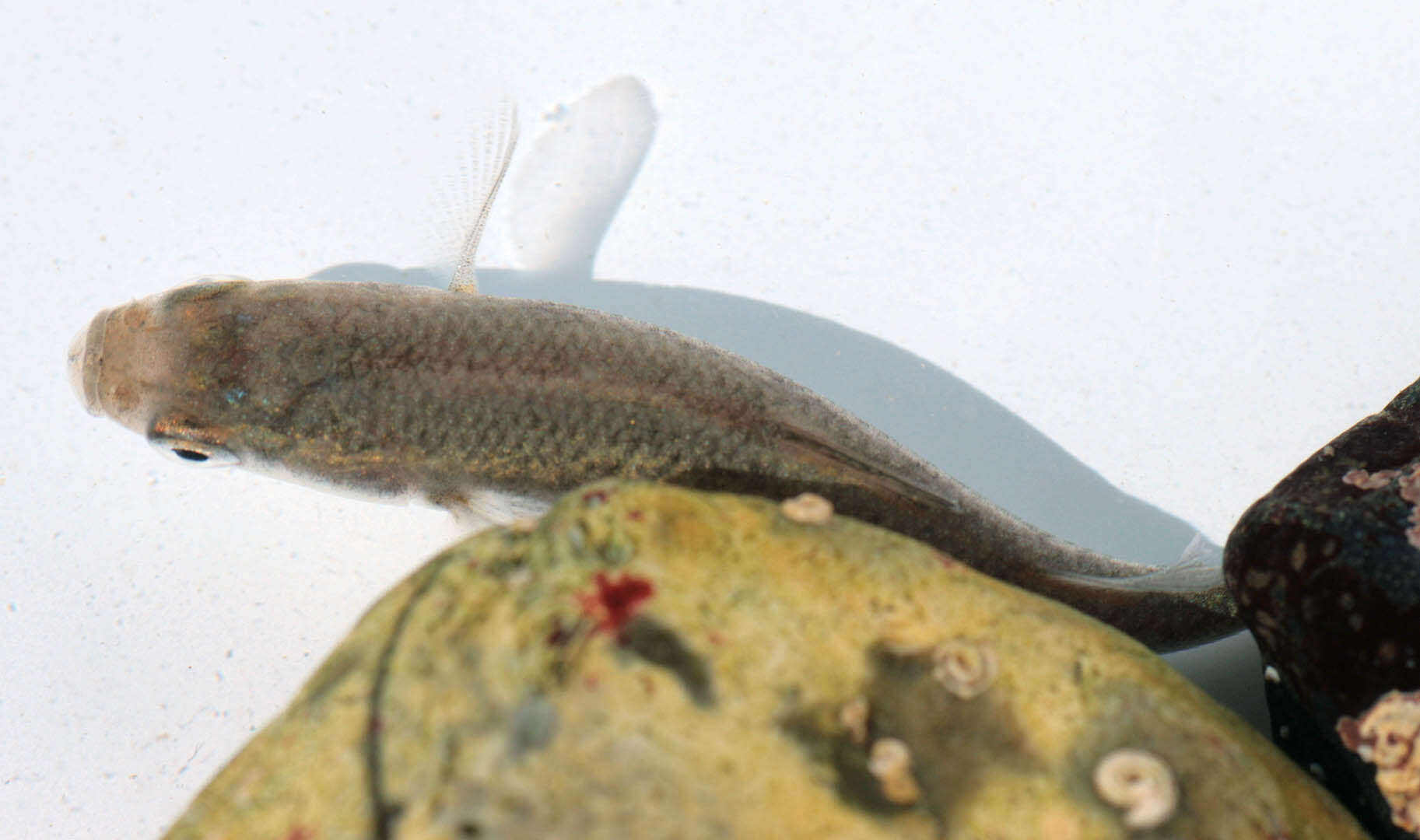 Image of Grey Mullet