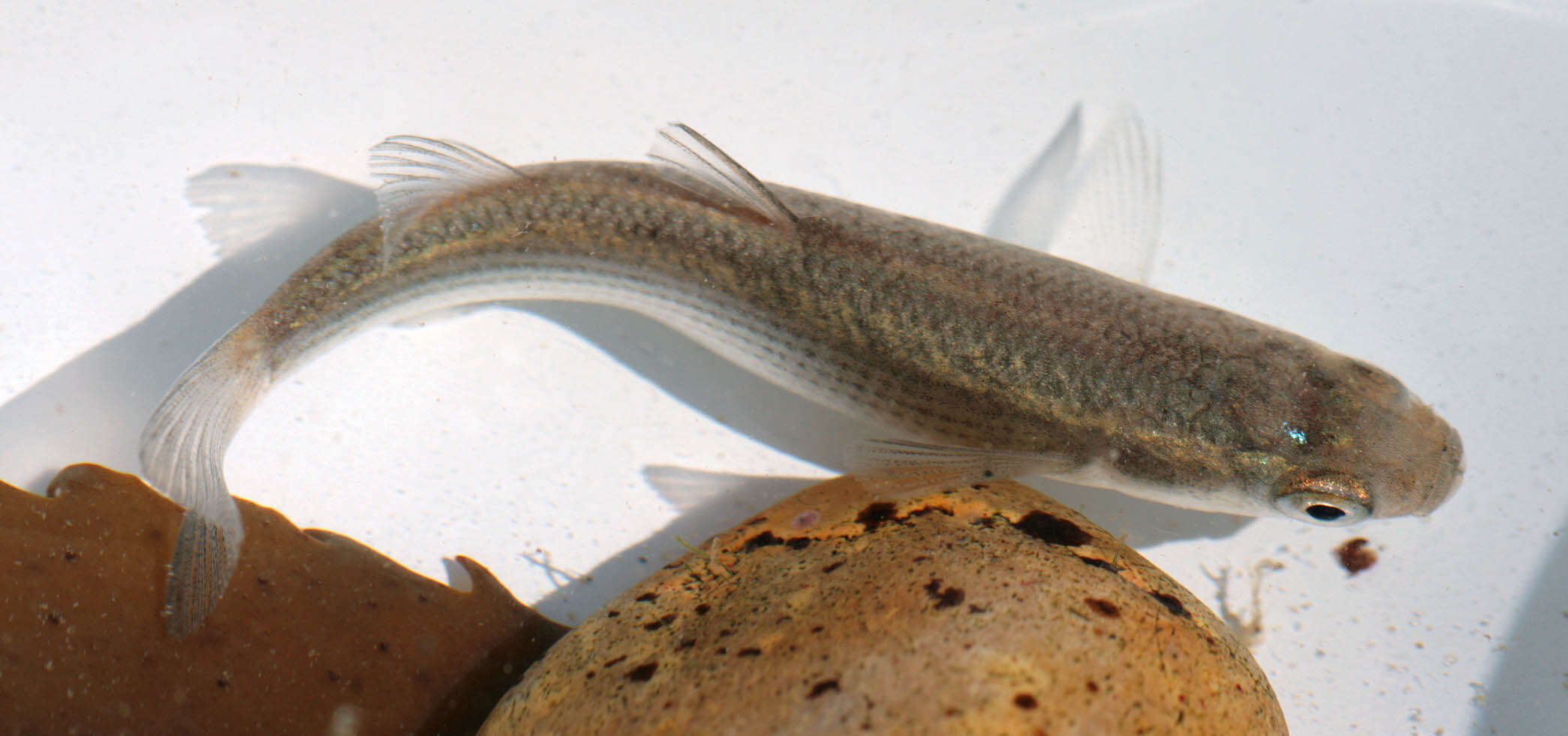 Image of Grey Mullet