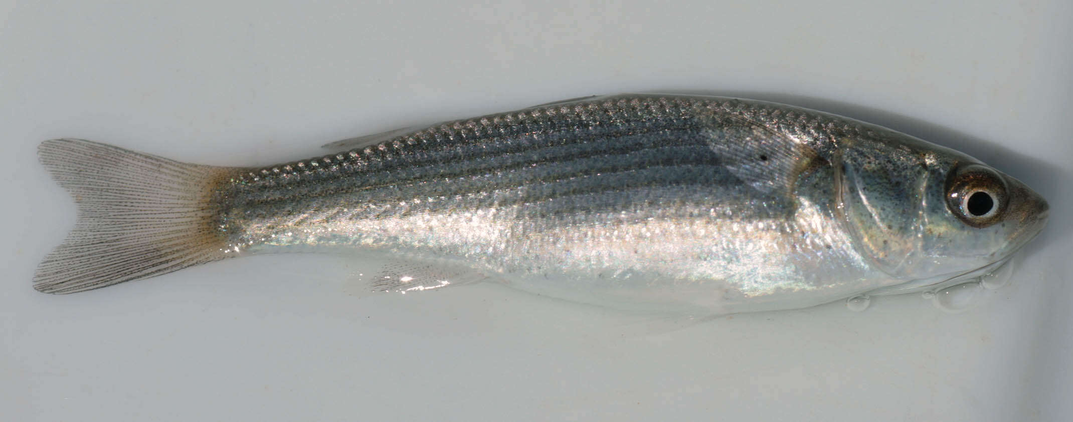 Image of Grey Mullet