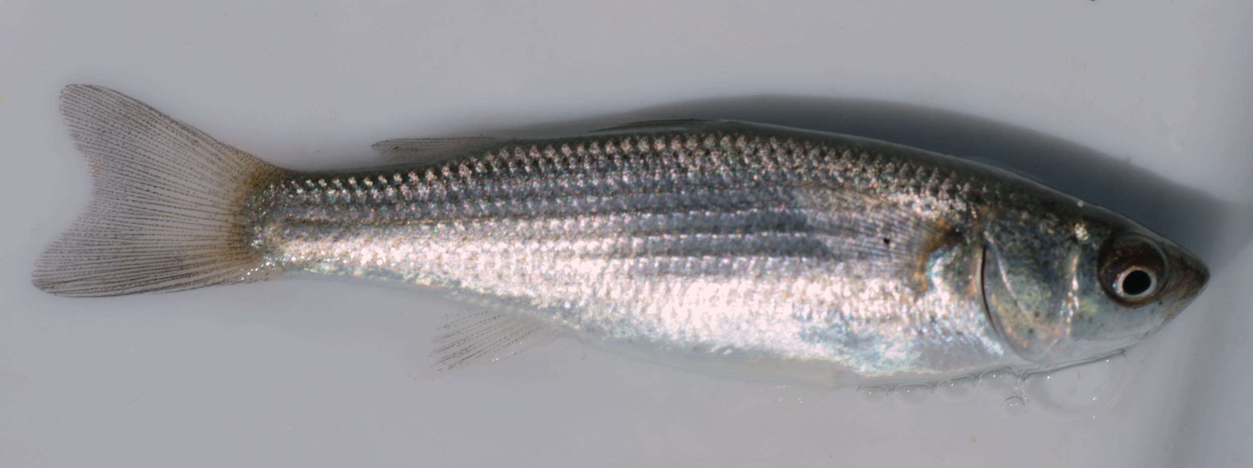 Image of Grey Mullet