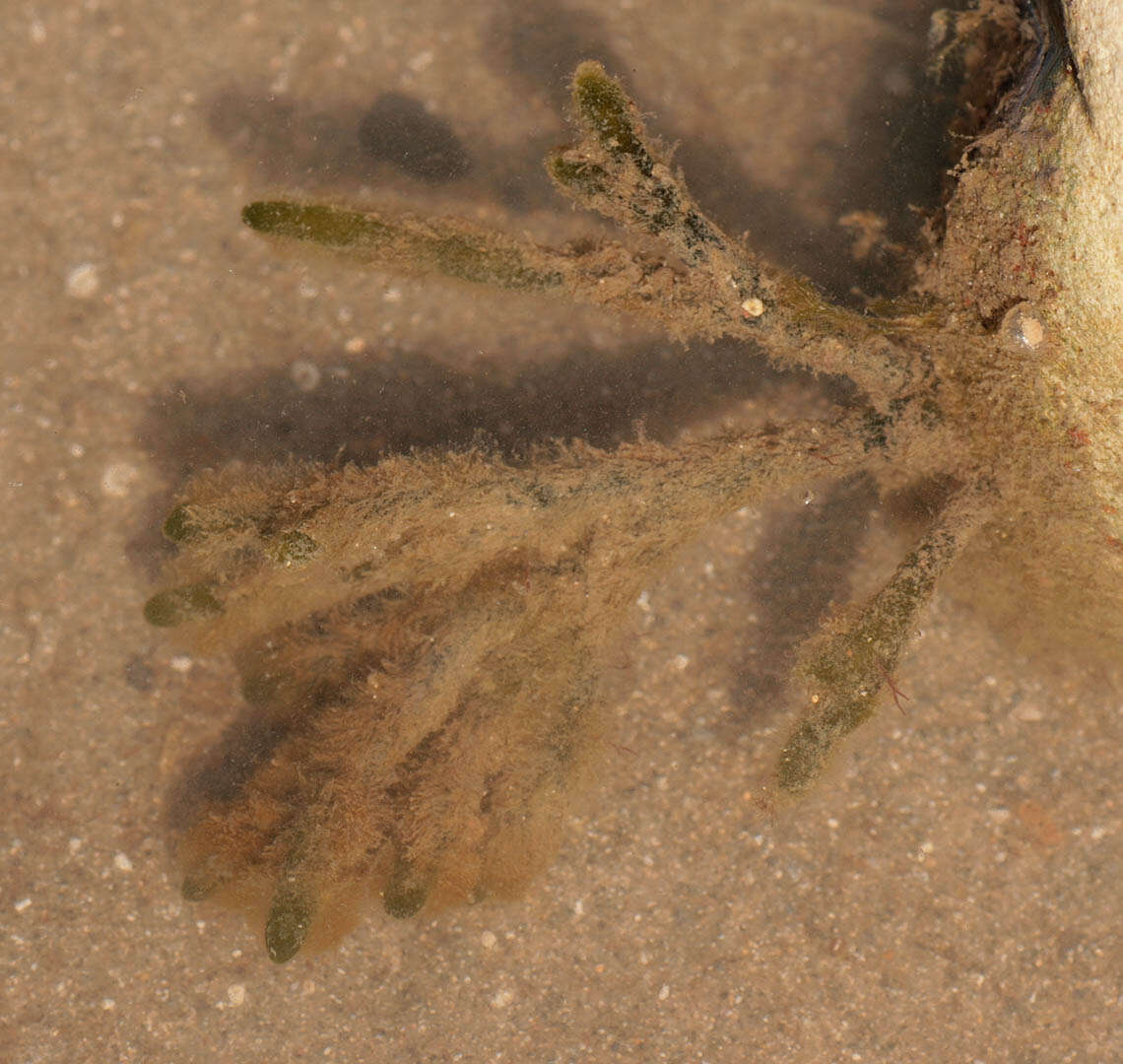 Image of dead man's fingers