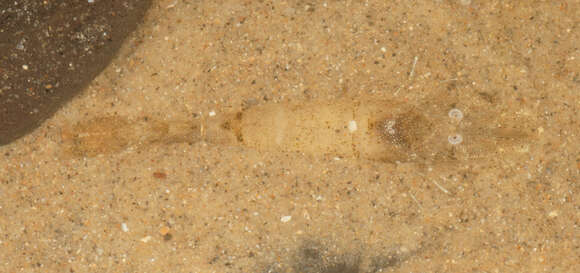 Image of Common shrimp