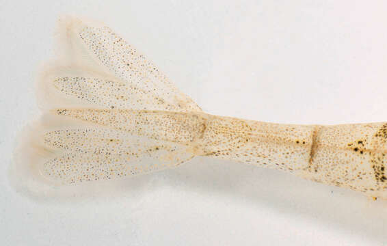 Image of Common shrimp