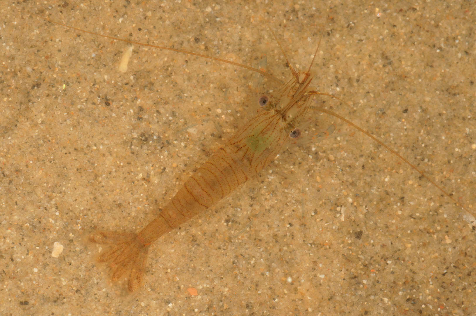 Image of Common prawn