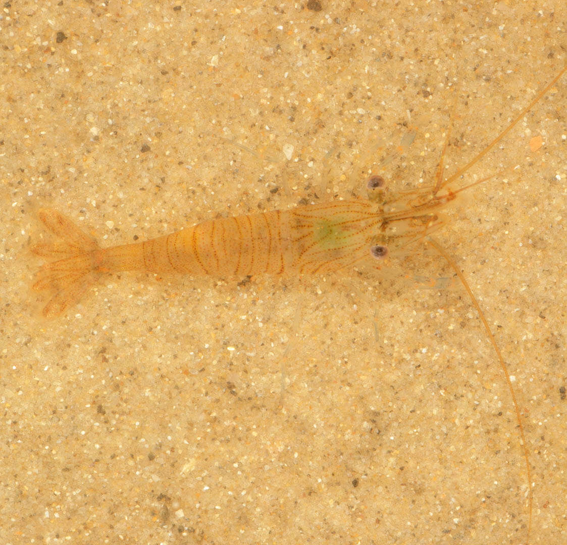 Image of Common prawn