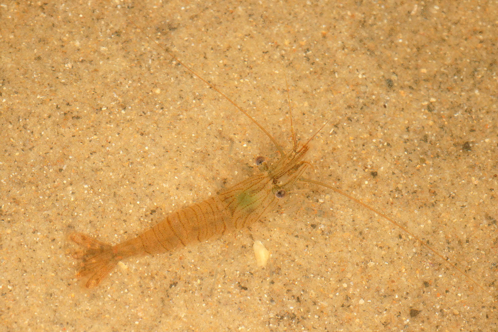 Image of Common prawn