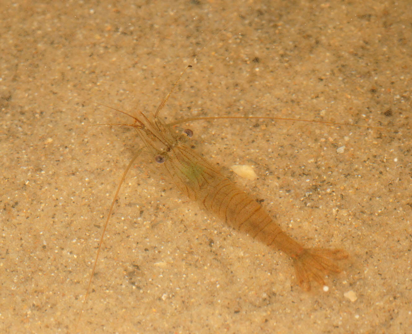 Image of Common prawn