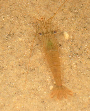 Image of Common prawn