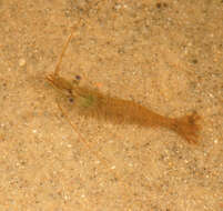 Image of Common prawn