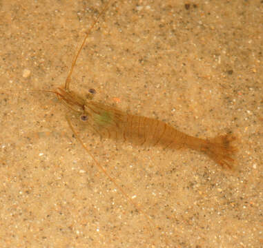 Image of Common prawn