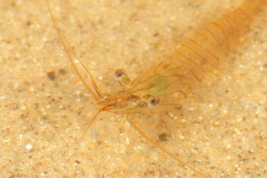 Image of Common prawn