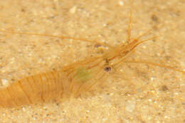 Image of Common prawn