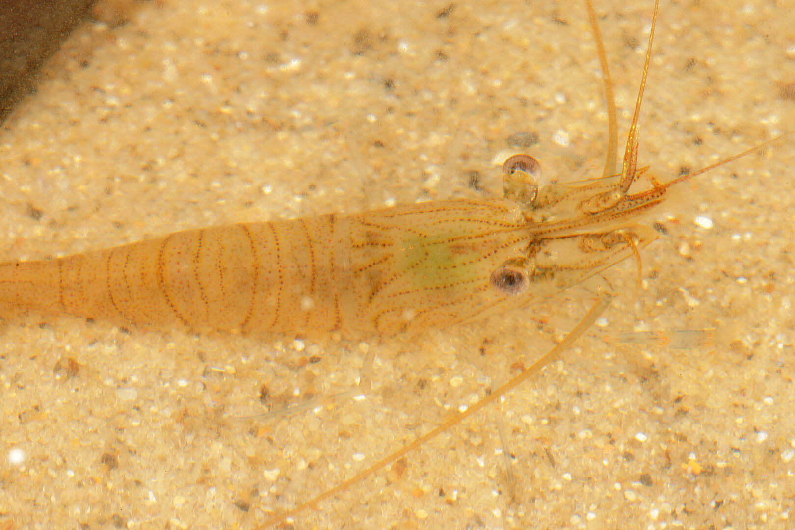 Image of Common prawn