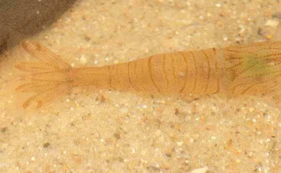 Image of Common prawn