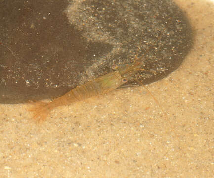 Image of Common prawn