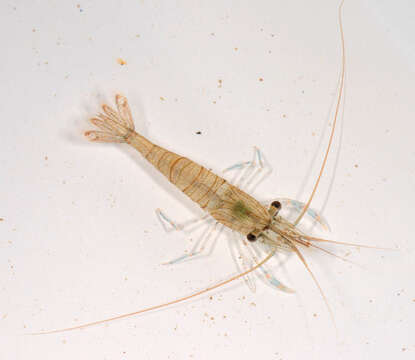 Image of Common prawn