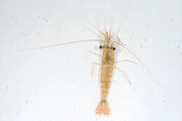 Image of Common prawn