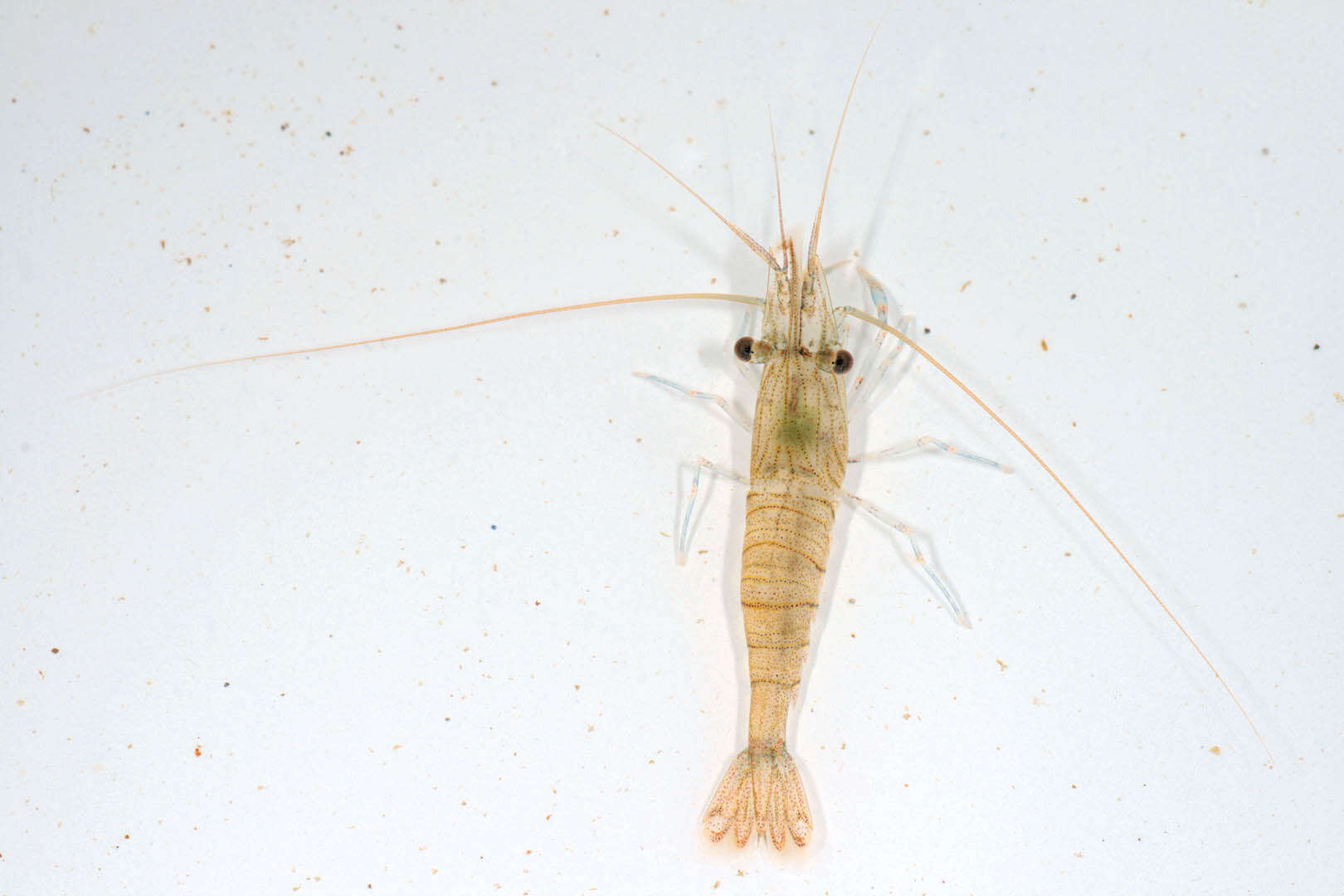 Image of Common prawn