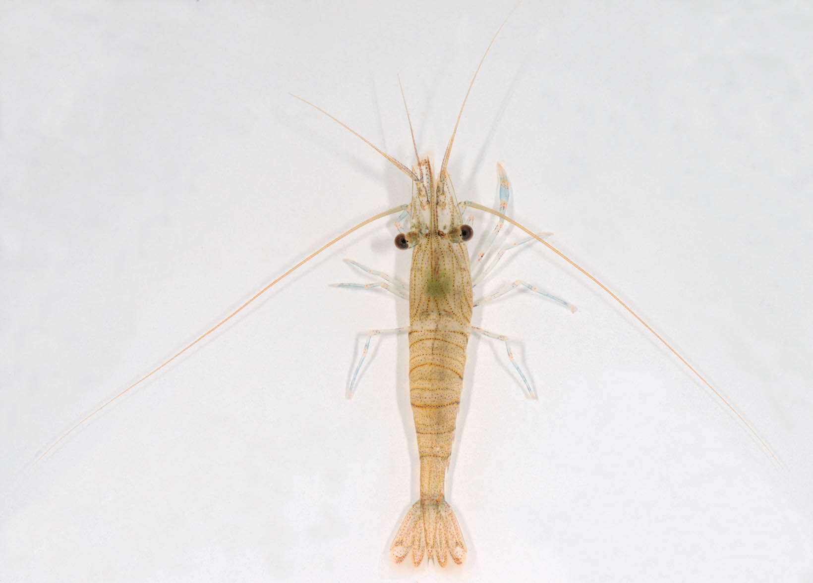 Image of Common prawn