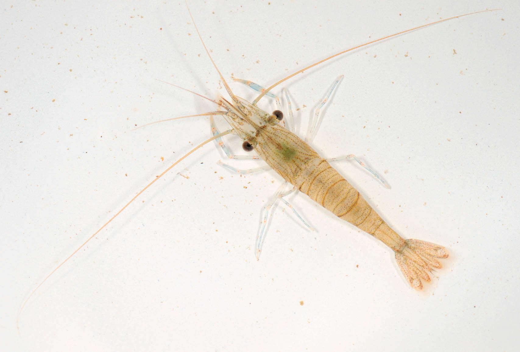 Image of Common prawn