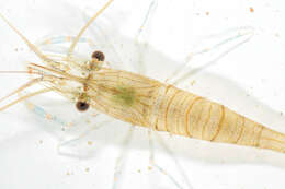 Image of Common prawn