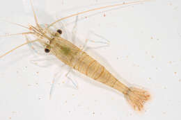 Image of Common prawn