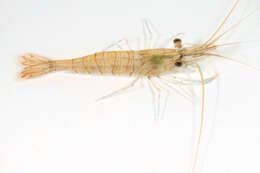 Image of Common prawn