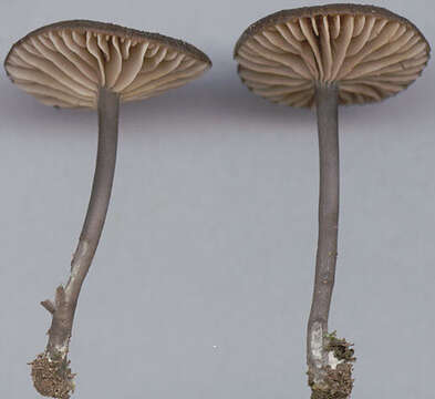 Image of Entoloma chalybeum (Pers.) Noordel. 1982