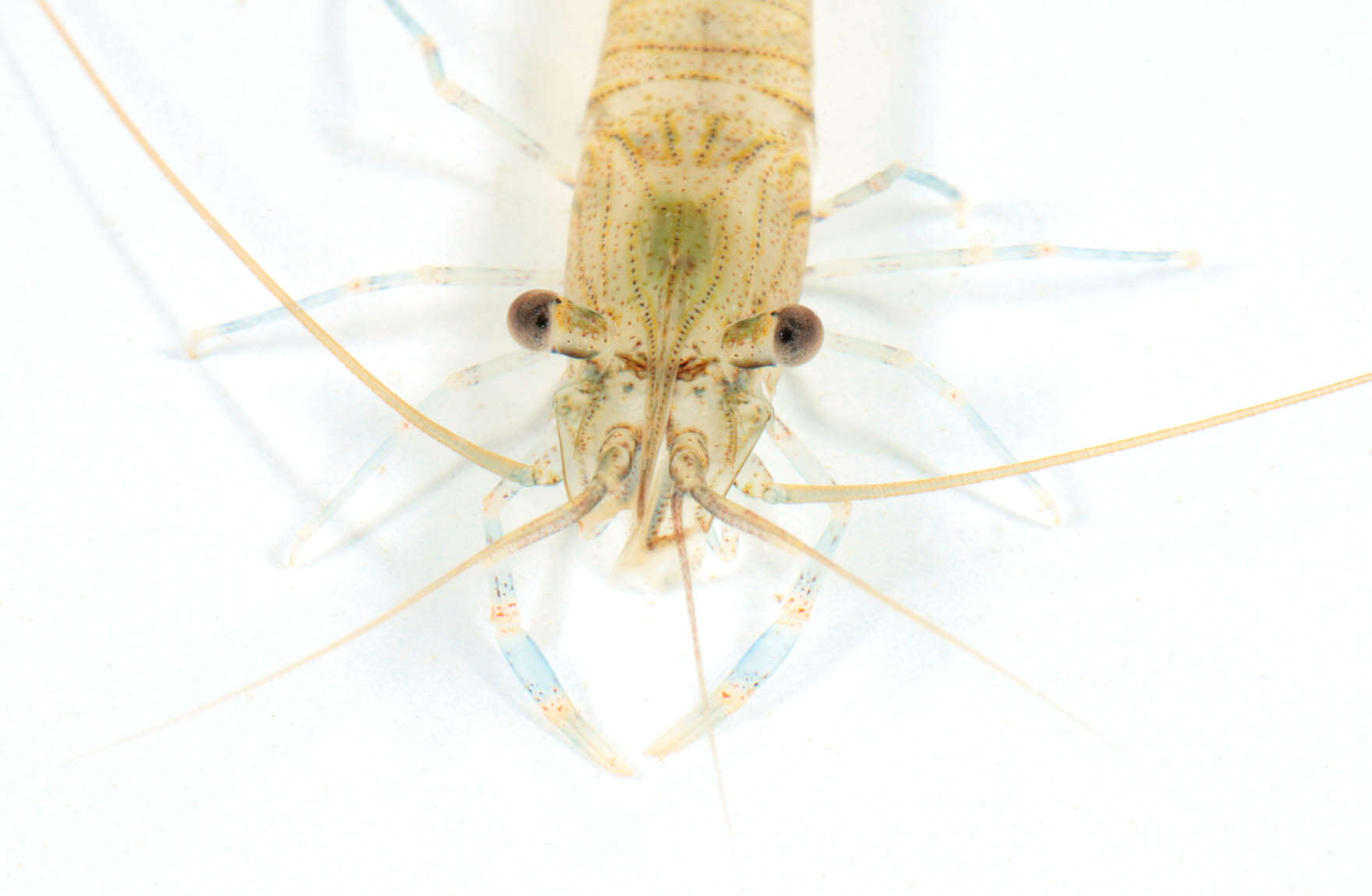 Image of Common prawn