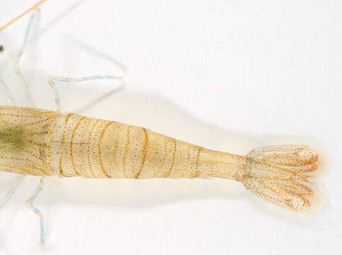 Image of Common prawn