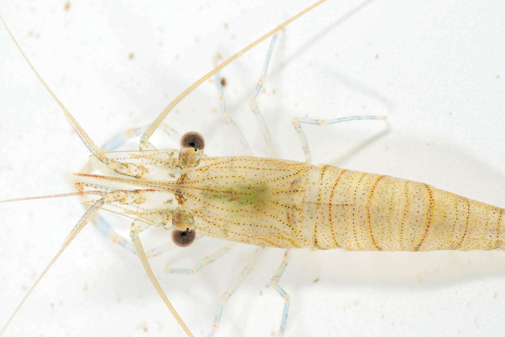 Image of Common prawn