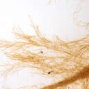 Image of Brown algae