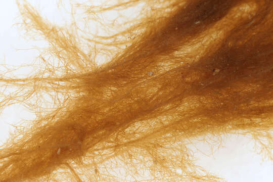 Image of Brown algae