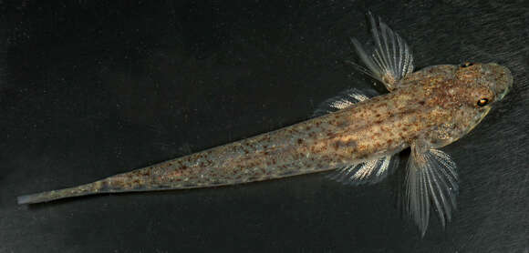 Image of Common Goby