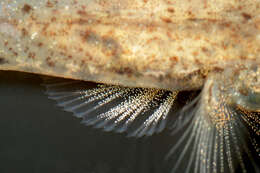 Image of Common Goby