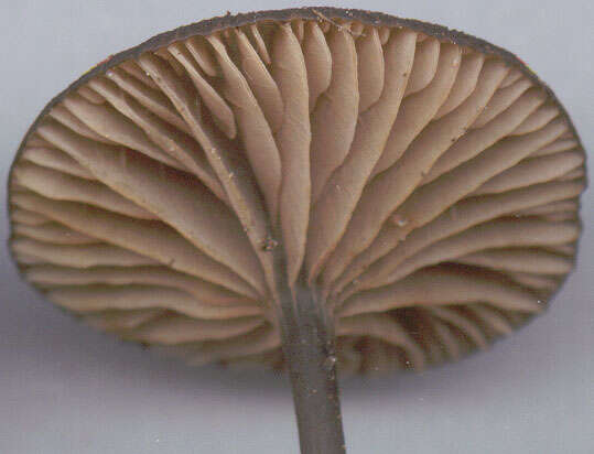 Image of Entoloma chalybeum (Pers.) Noordel. 1982