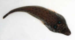 Image of Cornish Sucker