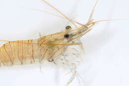 Image of Common prawn