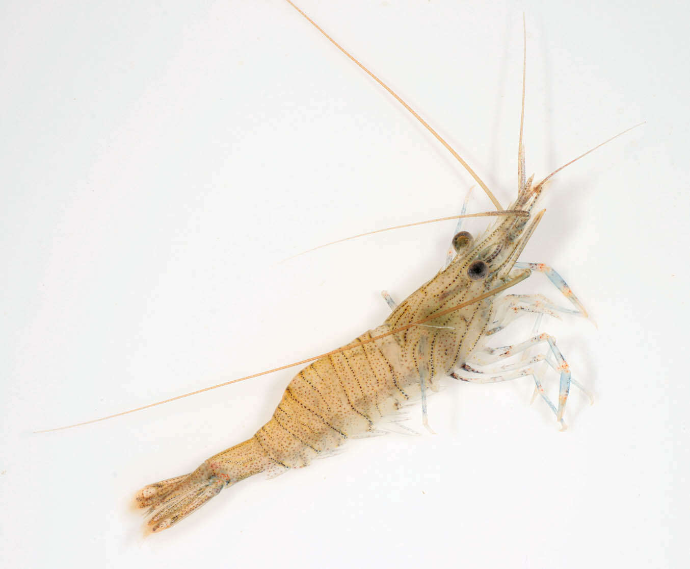 Image of Common prawn