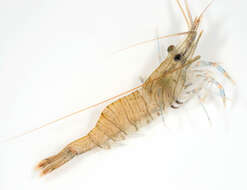 Image of Common prawn