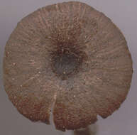 Image of Entoloma chalybeum (Pers.) Noordel. 1982