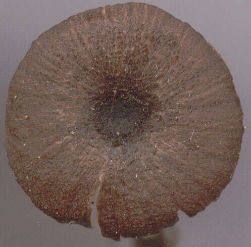 Image of Entoloma chalybeum (Pers.) Noordel. 1982