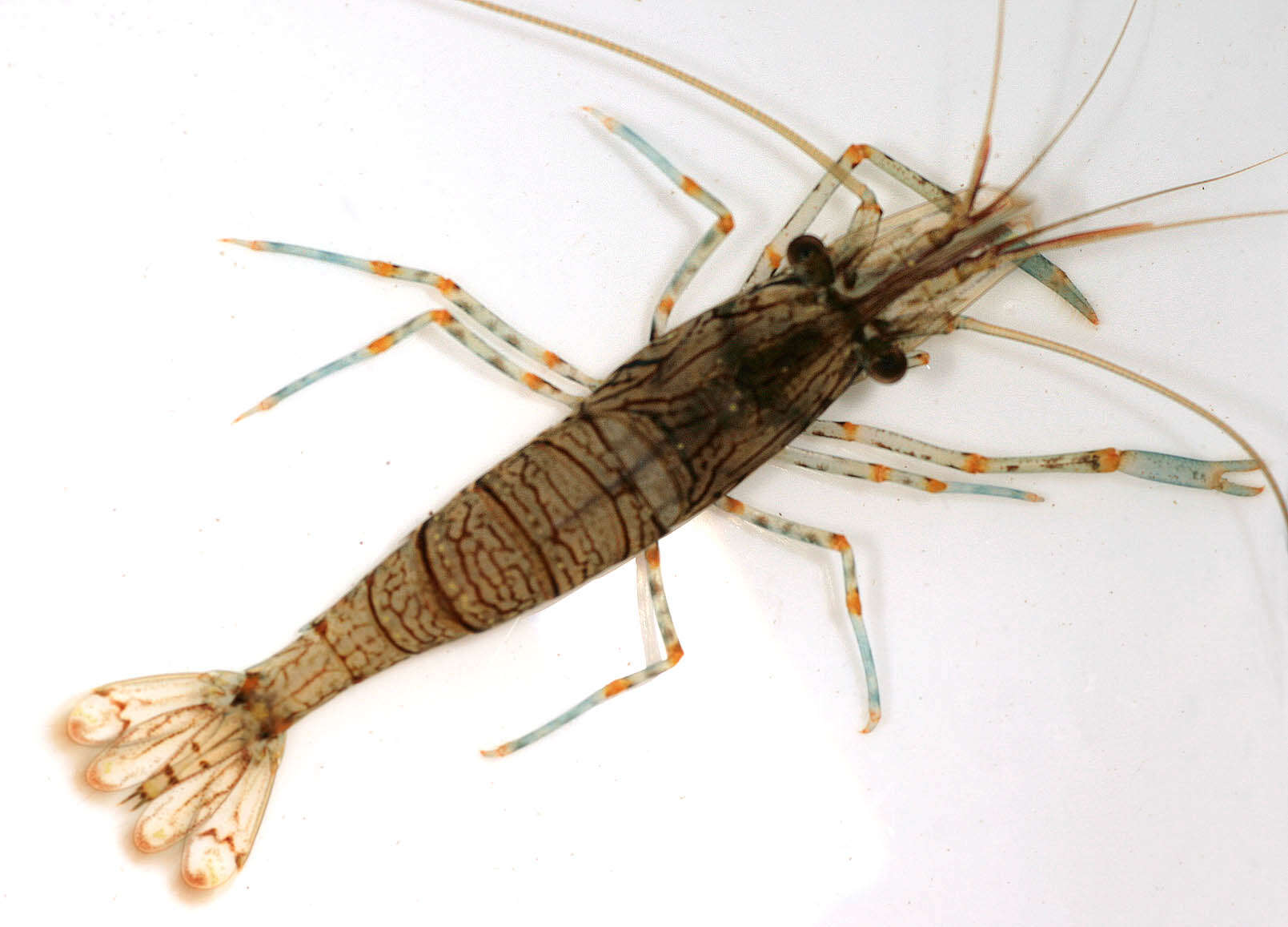 Image of Rockpool shrimp