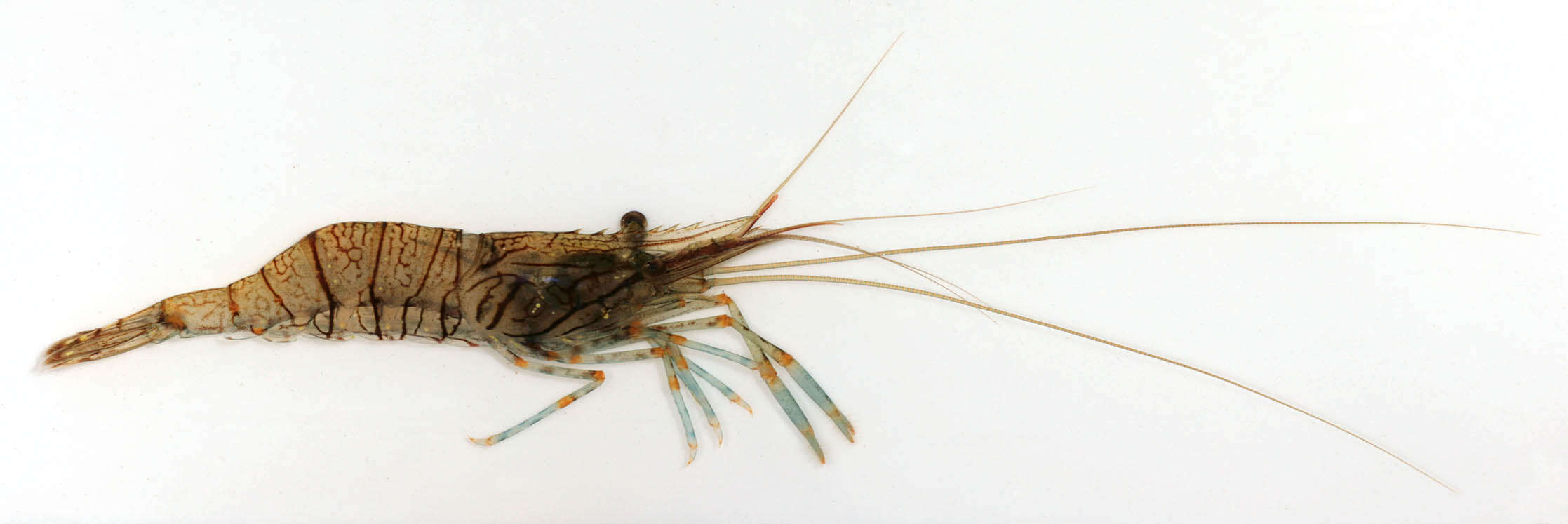 Image of Rockpool shrimp